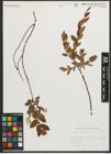 Foto von Salix myrtilloides L.
